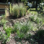 rain garden