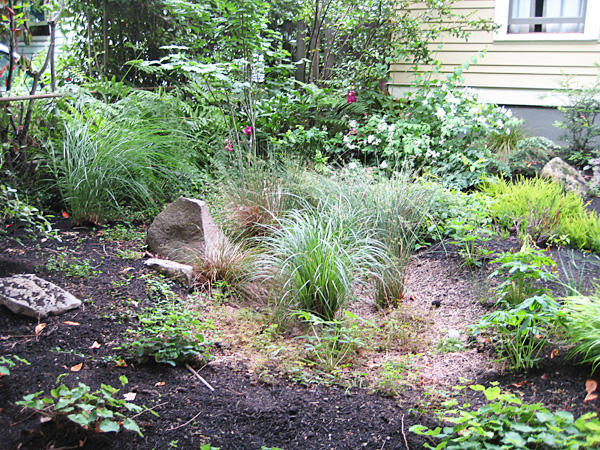 an attractive rain garden captures stormwater runoff and provides habitat for beneficial wildlife