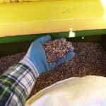 sudan in the hopper