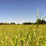 summer sudan