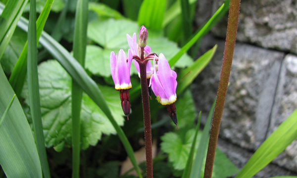Broad-leaf shooting star (Dodecatheon hendersonii)