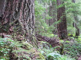 mature forest