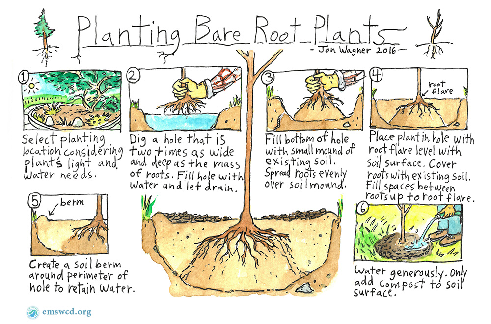 EMSWCD illustration by Jon Wagner: How to plant bare root plants