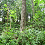 forest floor with a variety of plants
