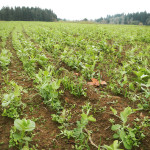winter cover crop blend