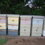 bee hive stacks