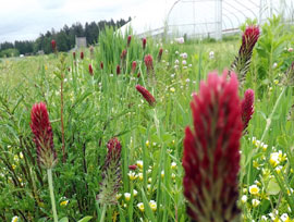 pollinator strip at Headwaters Farm