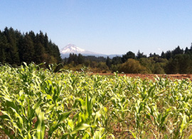 corn field at Headwaters