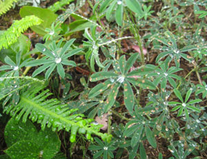 native groundcover plants