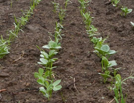 closeup of cover crops