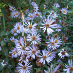 Douglas Aster (Aster douglasii)