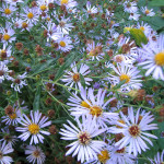 Douglas Aster (Aster douglasii)