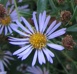 Douglas Aster (Aster subspicatus)