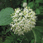 Red osier dogwood (Cornus sericea)