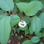Red osier dogwood (Cornus sericea)