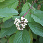 Red osier dogwood (Cornus sericea)