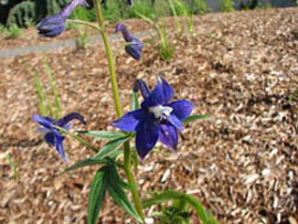 Larkspur (Delphinium trollifolium)