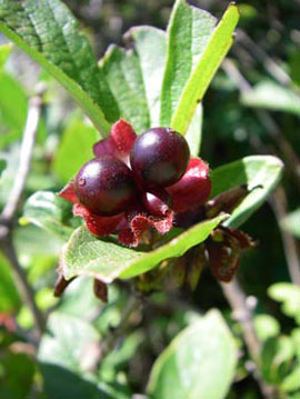 Black twinberry (Lonicera involucrata)