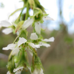 Indian plum (Oemleria cerasiformis)