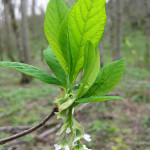 Indian plum (Oemleria cerasiformis)