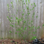 Indian plum (Oemleria cerasiformis)