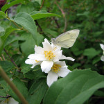 Mock orange (Philadephus lewisii)