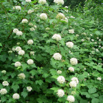 Pacific ninebark (Physocarpus capitatus)