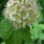 Pacific ninebark (Physocarpus capitatus)