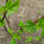 Pacific ninebark (Physocarpus capitatus)
