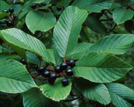 Cascara (Rhamnus pershiana)