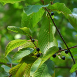 Cascara (Rhamnus purshiana)