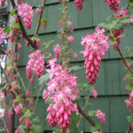 Red-flowering currant (Ribes sanguinium)