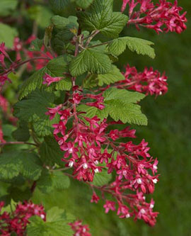 Red-flowering currant (Ribes sanguineum)