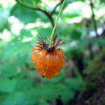 Salmonberry (Rubus spectabilis)