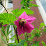 Salmonberry (Rubus spectabilis)