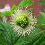 Salmonberry (Rubus spectabilis)