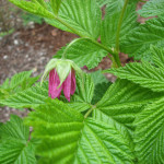 Salmonberry (Rubus spectabilis)