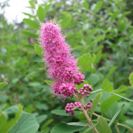 Douglas spirea (Spiraea douglasii)