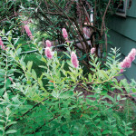 Douglas spirea (Spiraea douglasii)