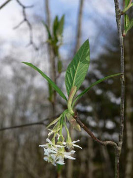 Indian plum (Oemleria cerasiformis)