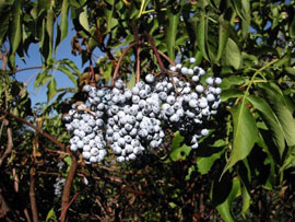 Blue elderberry (Sambucus caerulea)