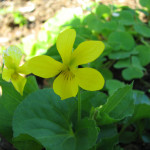 Yellow wood violet (Viola glabella)