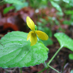 Yellow wood violet (Viola glabella)