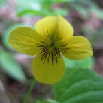 Yellow wood violet (Viola glabella)