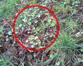 garlic mustard, an extremely invasive weed