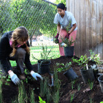 Planting in a new rain garden