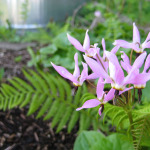 native groundcover plants