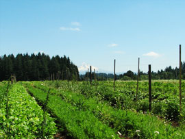 Some summer crops at Headwaters Farm, and Mt. Hood in the distance