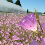 pollinator strip at Headwaters Farm
