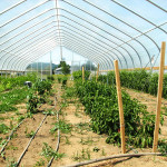 Greenhouse at Headwaters Farm